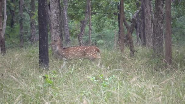 Een Prachtig Shot Van Een Jong Hert Het Bos — Stockvideo