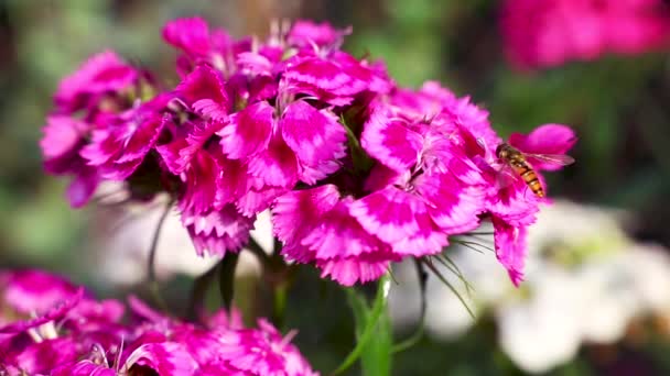 Όμορφα Λουλούδια Στον Κήπο — Αρχείο Βίντεο