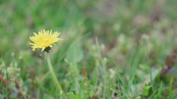 Pissenlit Blanc Dans Herbe Par Une Journée Ensoleillée — Video