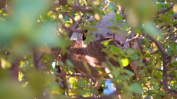 Une Vue Panoramique Une Ruche Guêpes Sur Arbre Avec Fond — Video