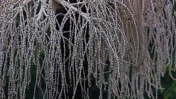 有大雪的古城墙的抽象背景 — 图库视频影像