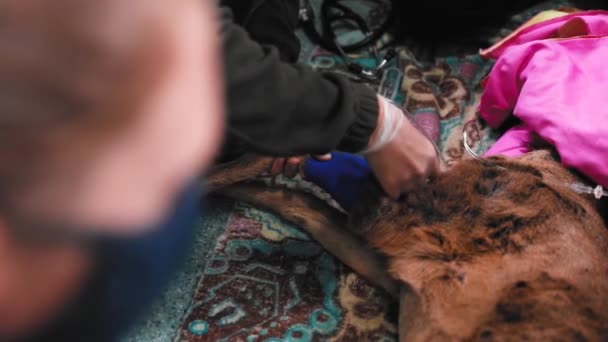 바늘을 확보하기 사슴의 다리에 반창고를 붙이는 수의사의 — 비디오