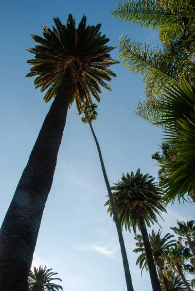 Vista Baixo Ângulo Uma Palmeira Alta Los Angeles Califórnia Eua — Fotografia de Stock