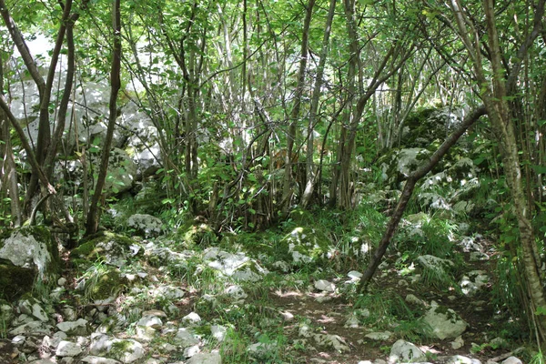 Uma Floresta Com Árvores Verdes Rochas Brancas Bosque — Fotografia de Stock