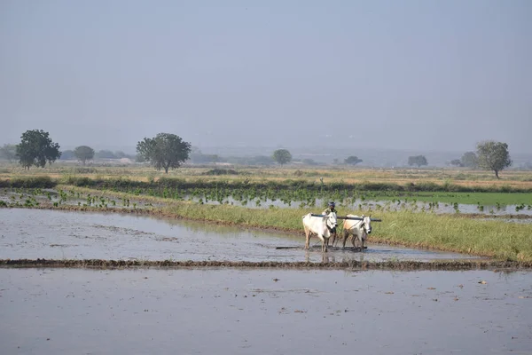 晴れた日に彼のブロックと彼の水田でインドの農家 — ストック写真