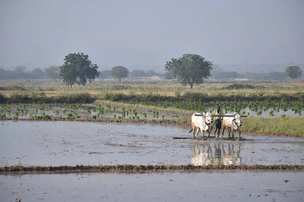 Mand India 2020年1月25日 暑い太陽の下で彼の牛と彼の水田でインドの農家 — ストック写真