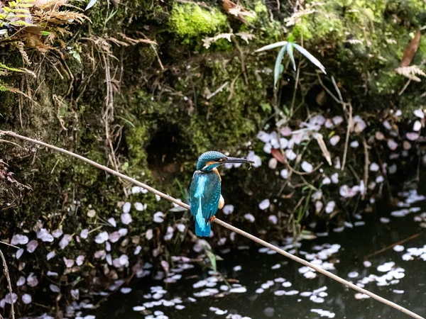 落ちた桜に覆われた池の上の棒に腰掛けている一般的なカワセミ — ストック写真