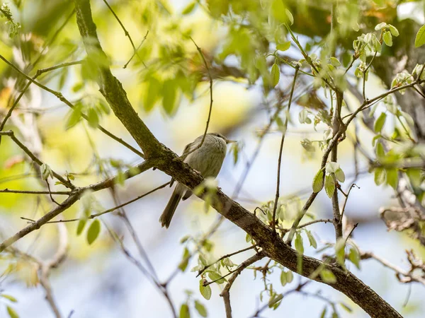 Vue Angle Bas Une Paruline Japonaise Perchée Sur Une Branche — Photo