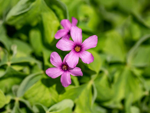 Close Flores Oxalis Rubra Contra Fundo Verde Vibrante — Fotografia de Stock