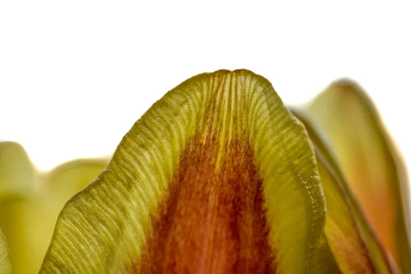 黄色のチューリップの花弁のマクロショット — ストック写真