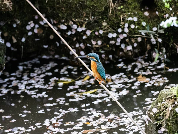 Kingfisher Comum Empoleirado Uma Vara Acima Uma Lagoa Coberta Flores — Fotografia de Stock