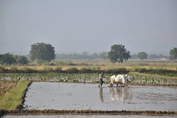 カルナータカ州 インド 2020年7月30日 晴れた日に彼の水田にいるインドの農家 — ストック写真