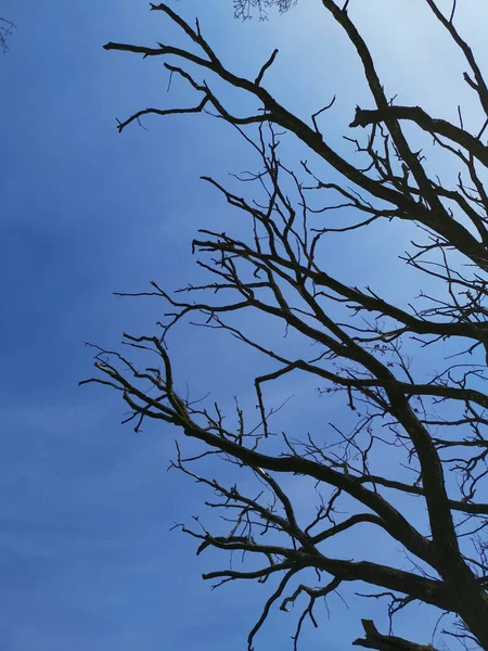 Disparo Vertical Árbol Desnudo Aislado Cielo Azul —  Fotos de Stock