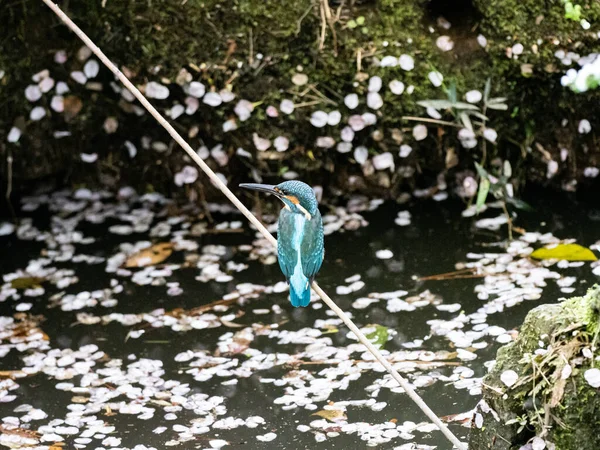 落ちた桜に覆われた池の上の棒に腰掛けている一般的なカワセミ — ストック写真