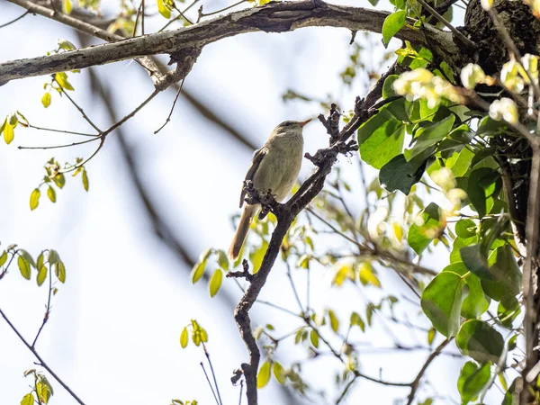 Vue Angle Bas Une Paruline Japonaise Perchée Sur Une Branche — Photo