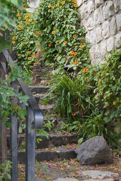 Plano Vertical Escaleras Piedra Con Plantas Superpobladas Rosh Pina Israel — Foto de Stock