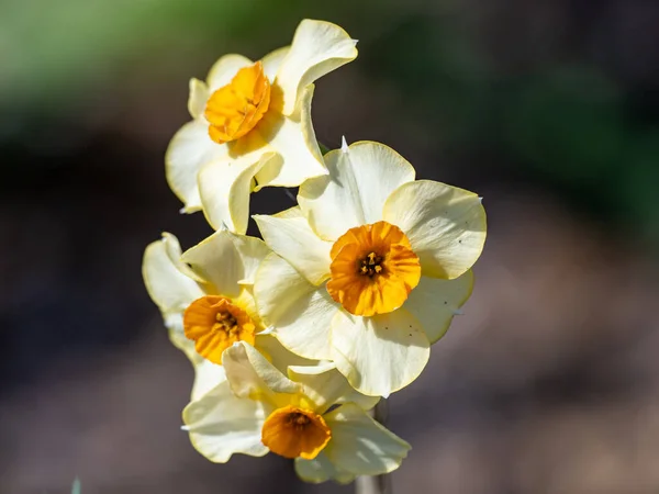 Detailní Záběr Japonských Narcisů Ideální Pro Tapety — Stock fotografie