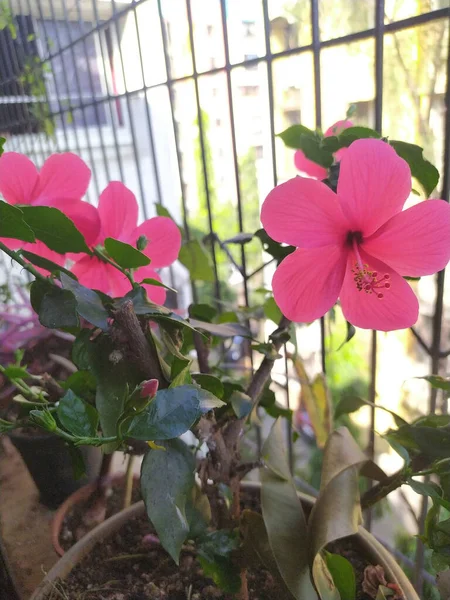 植物店で販売されている柔らかいピンクの花びらを持つゼラニウムの花のクローズアップ — ストック写真