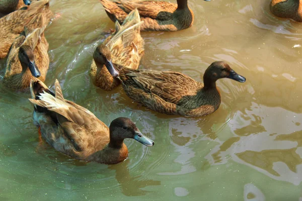 Patos Castanhos Bonitos Nadando Lago — Fotografia de Stock