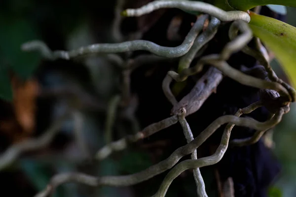 Селективный Снимок Корней Орхидеи Саду — стоковое фото