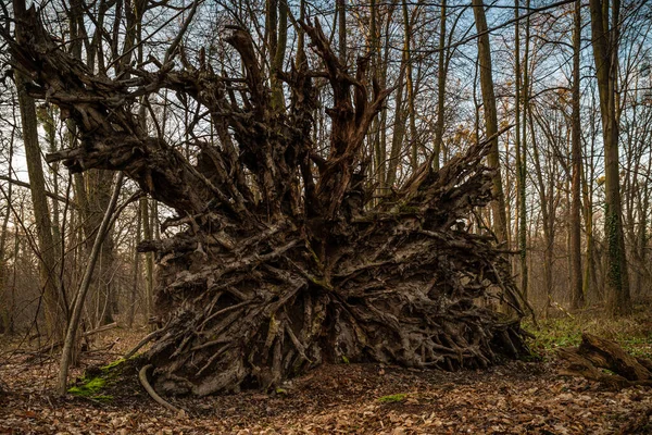 Een Grote Stam Van Een Oude Boom Het Bos — Stockfoto
