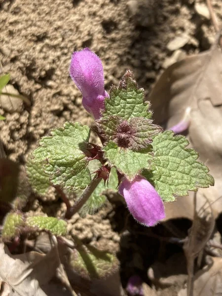 紫色の子羊の花のクローズアップショット — ストック写真