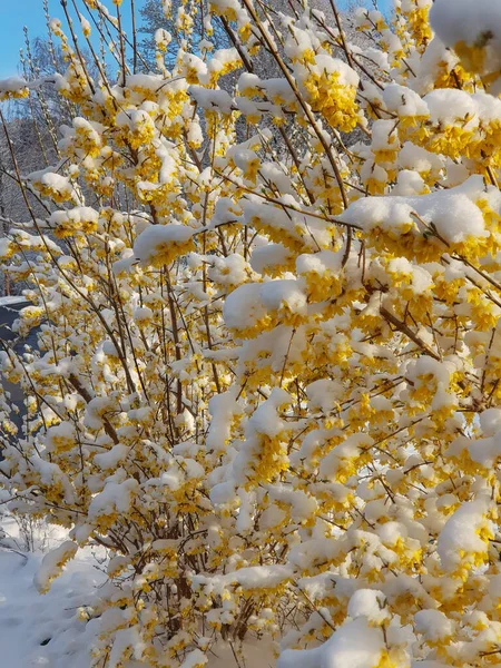 A vertical shot of forsythia flowers covered in snow, outdoors during daylight