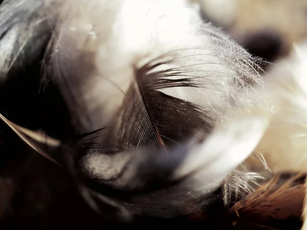 Крупный План Перьев Черной Птицы — стоковое фото