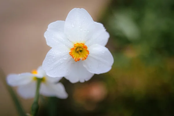 Tiro Close Gotas Água Branco Uma Flor Cachorro Depois Chuvisco — Fotografia de Stock