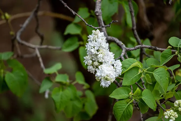 Closeup Blooming White Lilac Garden Blurry Background — Stock Photo, Image