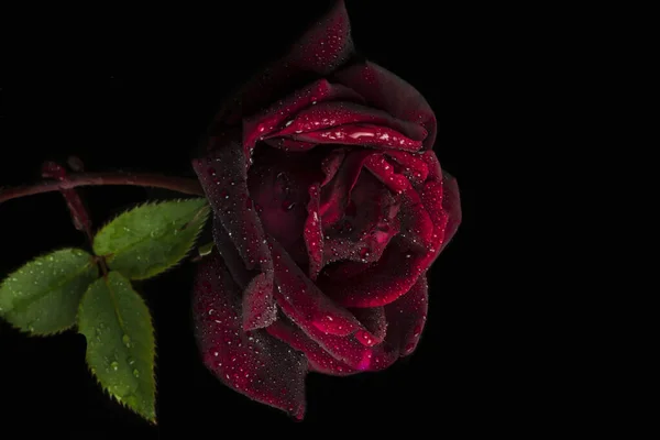 Eine Nahaufnahme Einer Schönen Feuchten Roten Rose Und Regentropfen Auf — Stockfoto