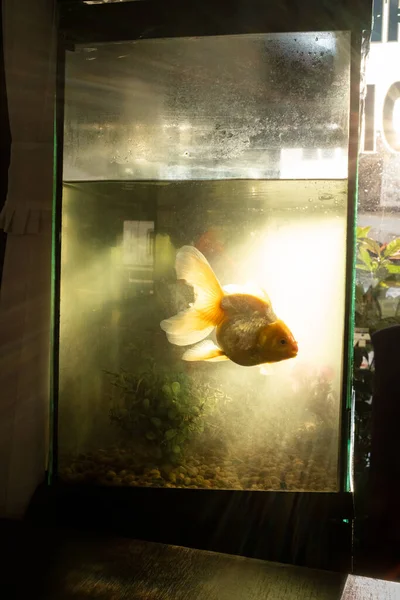 Trzyogoniasta Czerwona Rybka Akwarium Chiang Mai Tajlandia — Zdjęcie stockowe