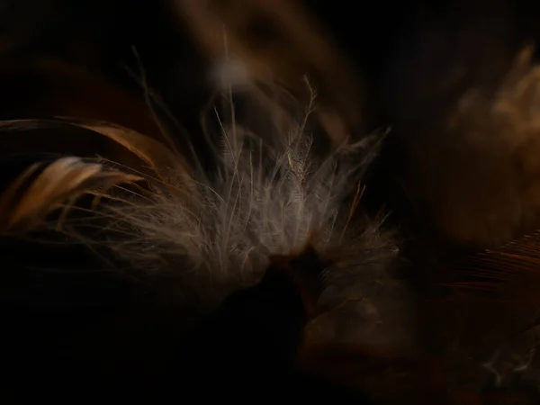 灰色の鳥の羽のクローズアップショット — ストック写真