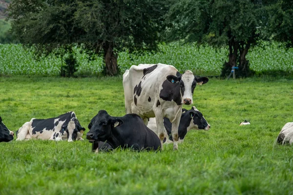 Черно Белые Коровы Лежат Траве — стоковое фото
