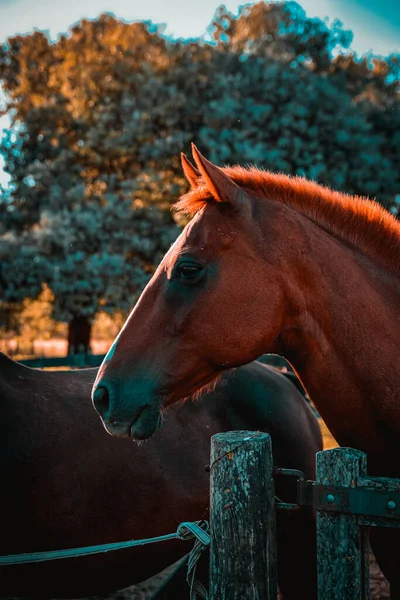 Tiro Vertical Caballos Granero — Foto de Stock