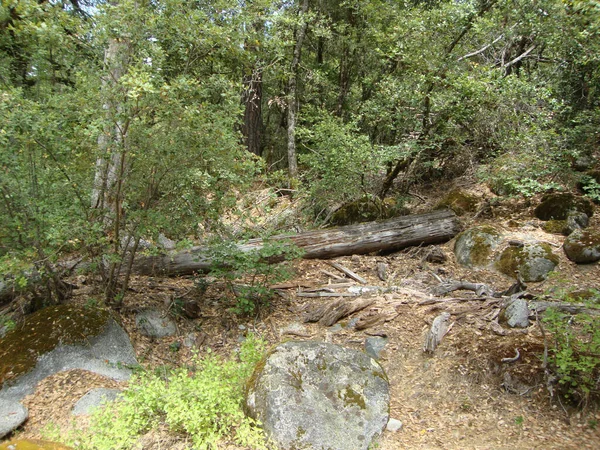 Utsikt Över Skog Med Stora Stenar Och Gröna Träd Nära — Stockfoto