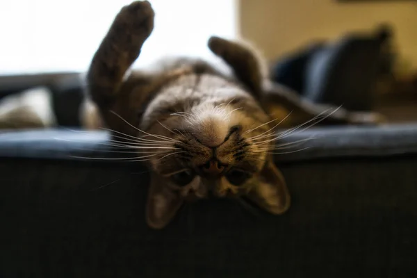 Een Selectieve Focus Van Kat Liggen Kijken Naar Camera — Stockfoto