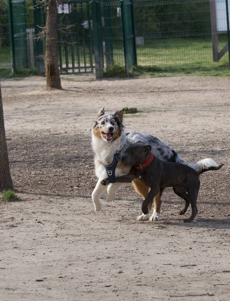 Hunde Spielen Eines Der Beiden Mit Einem Bein Anderen Gurtzeug — Stockfoto