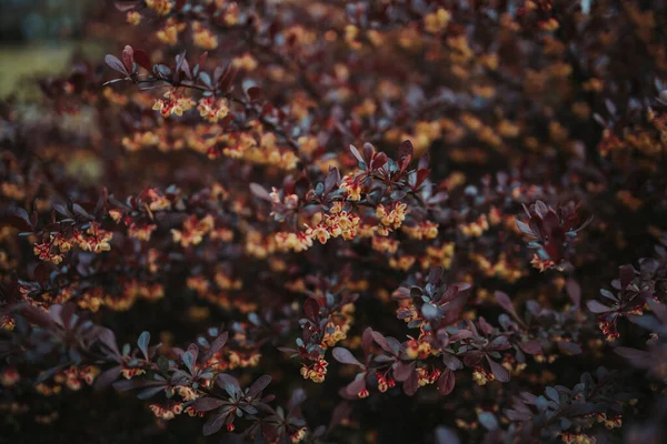 Tiro Perto Uma Folhagem Árvore Com Pequenas Flores — Fotografia de Stock