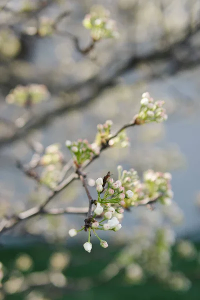 木の枝に白い花芽の垂直ショット — ストック写真