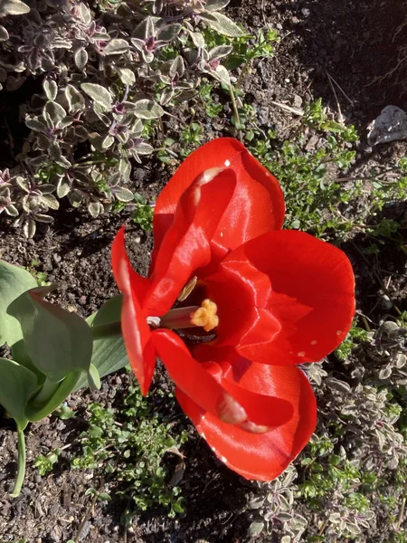 Close Uma Tulipa Vermelha Plena Floração — Fotografia de Stock