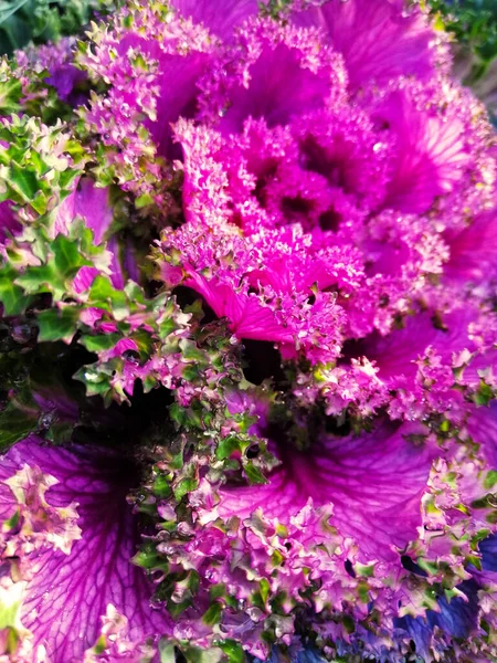 一种带有绿叶的紫色观赏植物的垂直截图 — 图库照片