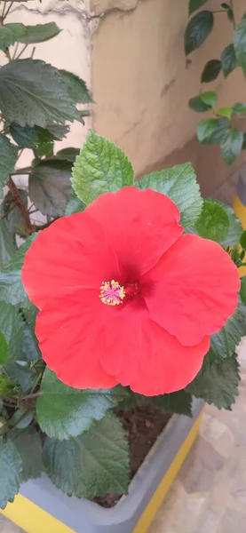 Tiro Vertical Uma Flor Malva Rosa Vermelha Com Folhas Verdes — Fotografia de Stock