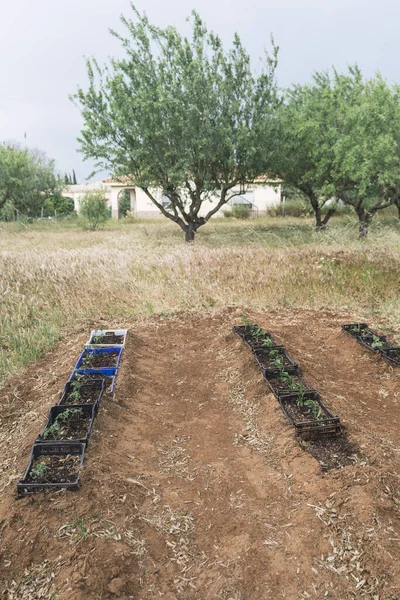 Eine Vertikale Aufnahme Einer Reihe Von Topfpflanzen Einem Garten — Stockfoto