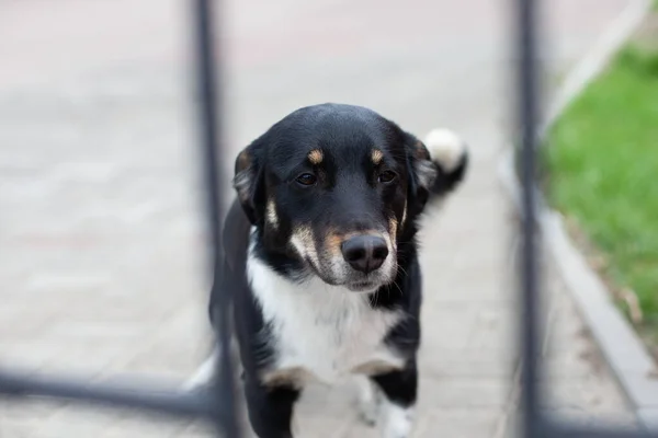 Szelektív Fókusz Egy Kóbor Kutyára Utcán Homályos Háttérrel — Stock Fotó