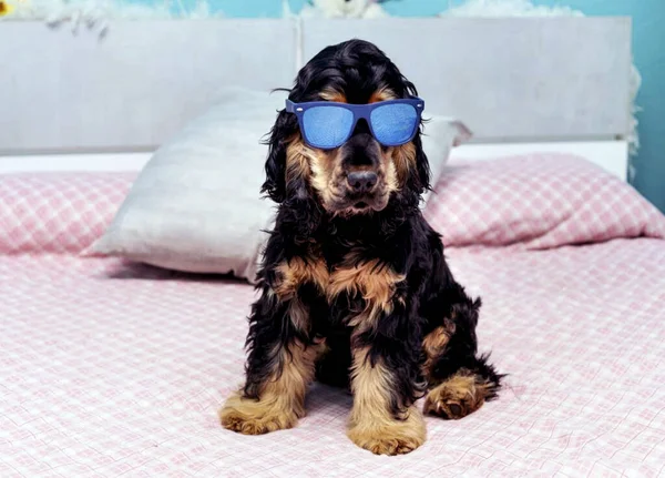 Холодная Черно Коричневая Собака Солнцезащитных Очках Сидящая Неподвижно Кровати — стоковое фото