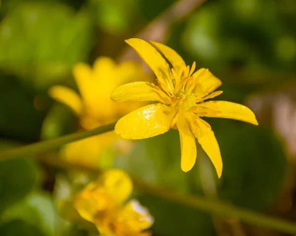 Красиві Жовті Квіти Розмитому Садовому Пейзажному Фоні — стокове фото