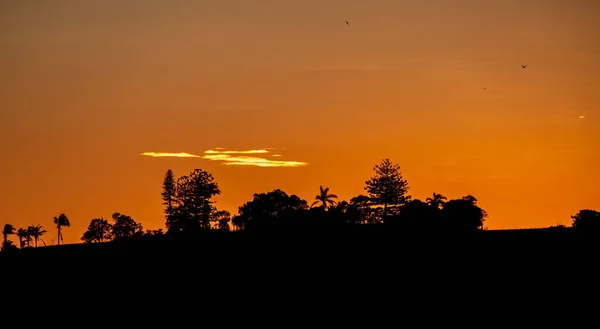 Den Gyllene Solnedgången Över Trädens Silhuetter — Stockfoto