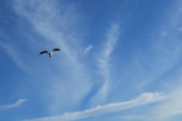 Eine Flache Aufnahme Einer Möwe Die Unter Einem Wolkenverhangenen Himmel — Stockfoto