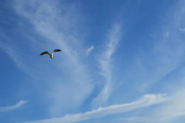 Een Lage Hoek Opname Van Een Meeuw Vliegend Onder Een — Stockfoto